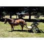 EZ Entry Horse Cart-Mini Size Hardwood Floor w/48"-55" Straight Shafts w/20" Heavy Duty Bike Wheels