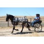 EZ Entry Horse Cart-Pony/Full Size Metal Floor with 69"-80" Curved Shafts w/40" Solid Rubber Tires